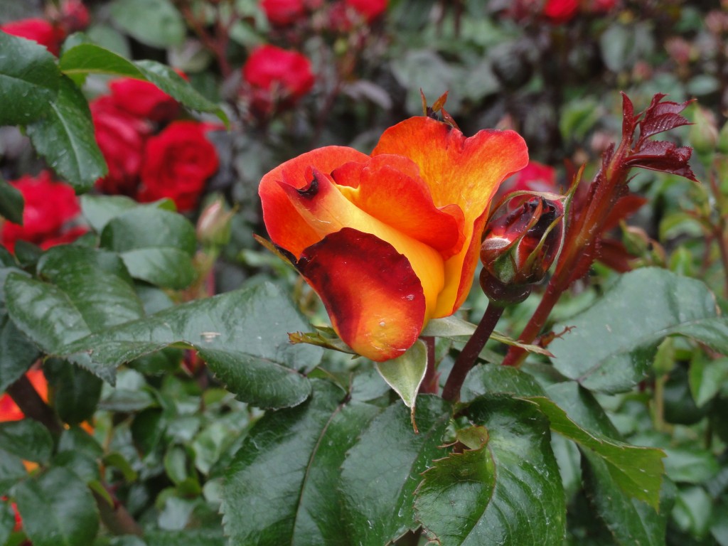 Prolly Roses Mystery Flora: Primroses or Just Roses? - En Tequila Es Verdad